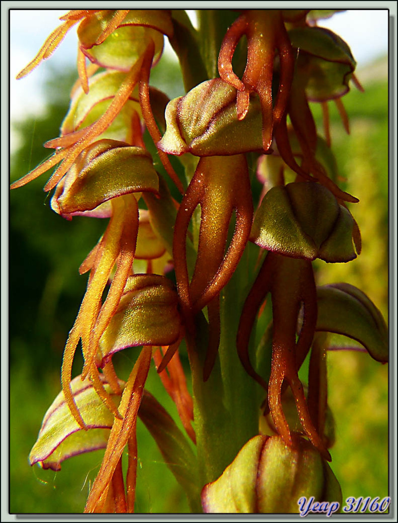 Orchidée Orchis Homme-pendu (Orchis anthropophora ou Aceras anthropophorum) - Galié - 31  (Flore) 