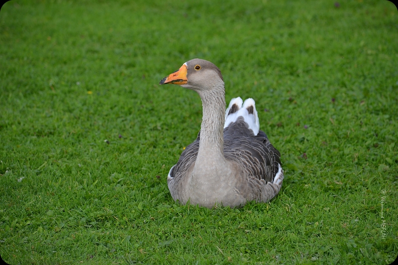 Rambouillet : Mes amies les oies