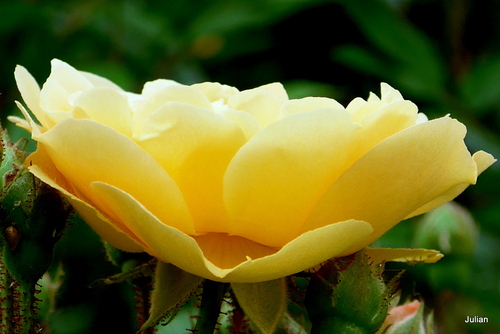 Belles roses jaunes