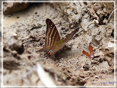 Quelques papillons dans la boue du sentier - Lac Sandoval - Pérou