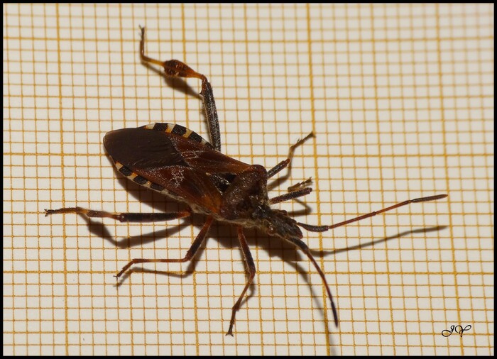  Leptoglossus occidentalis.