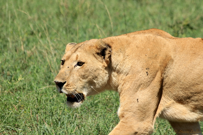 Lionne en chasse