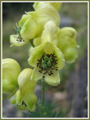 La flore des Pyrénées