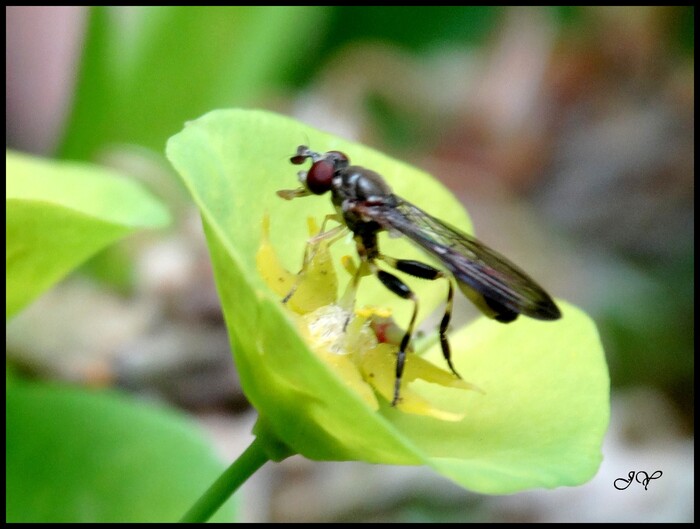 Sphegina limbipennis.