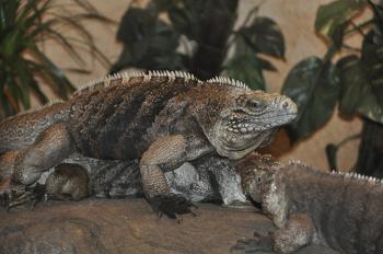 Zoo Anvers 2013 375 Zoo Anvers 2013 375