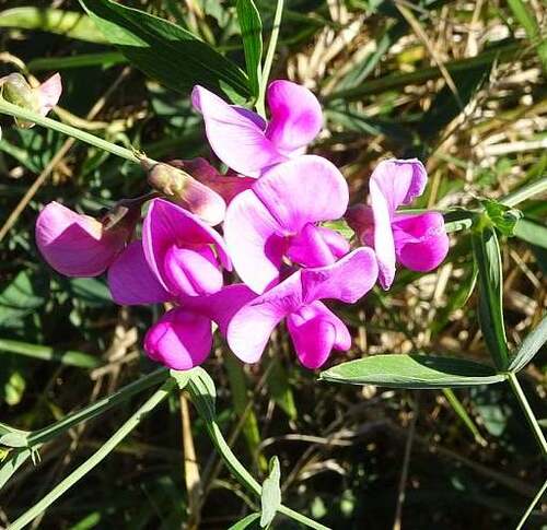 Fleurs sauvages : Gesses des marais