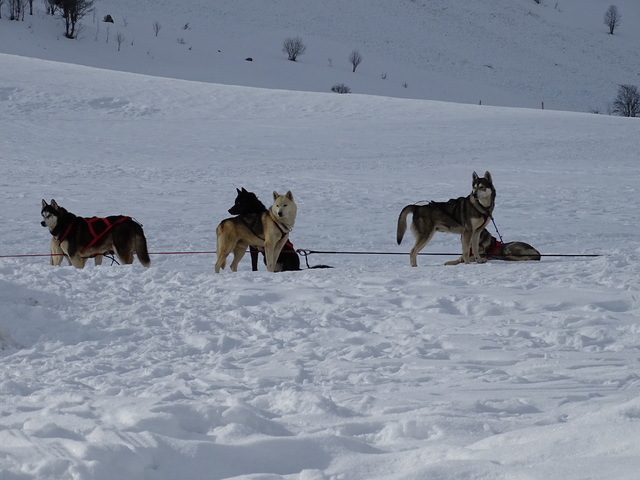 Chiens de traineau au col des Aravis