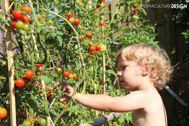 Enfant cueillant une tomate dans le jardin 