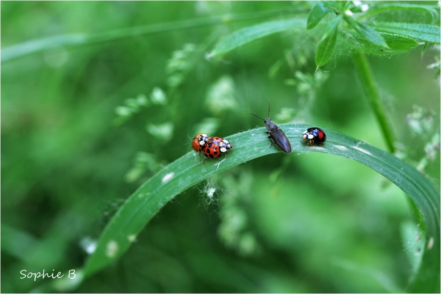 Une vie de coccinelle .