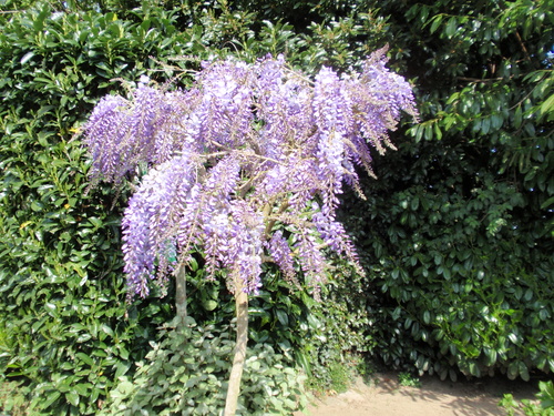 Un petit tour au jardin .