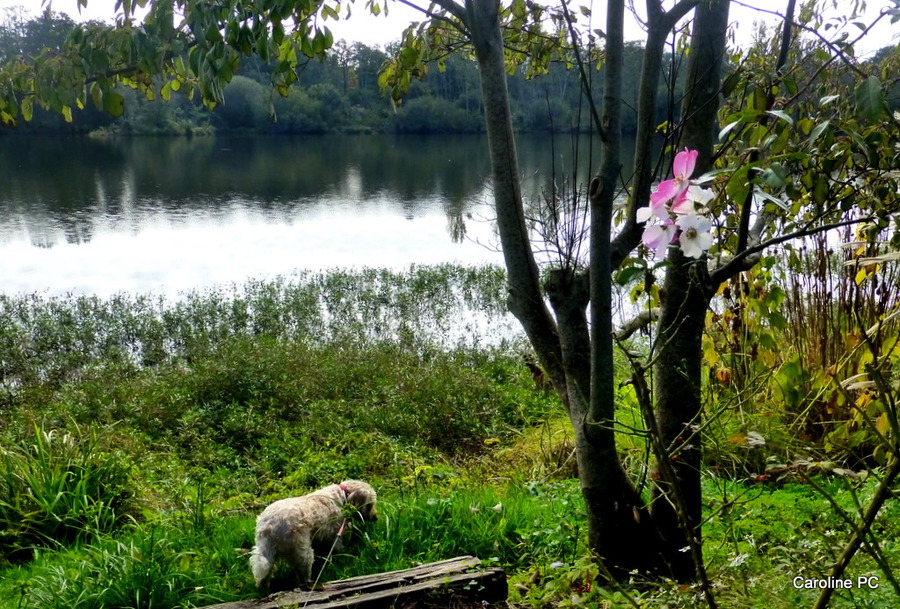 La poule d'eau et le ragondin