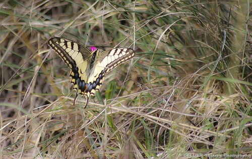 Le Machaon ou Grand porte-queue (Papilio machaon) - Saint jean de chevelu - Savoie - Septembre 2018