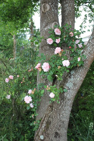  rose Albertine de Pemberton