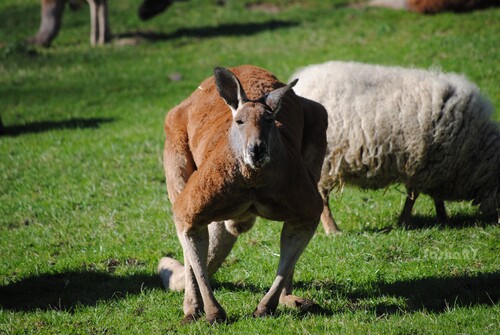 Le kangourou