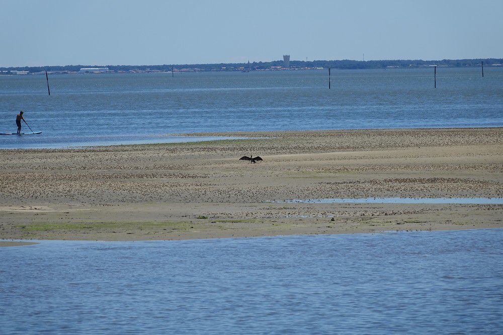 Un cormoran sur le Bassin d'Arcachon...