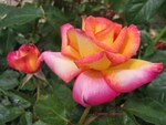 Photos de Roses 4