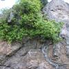 Arbre fixé dans les rochers dénommés Mouguillondoco-arria ou Malcouétaco-arria (475 m)