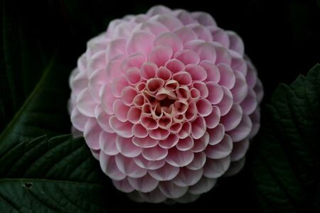 Dahlias : The Wizard of Oz