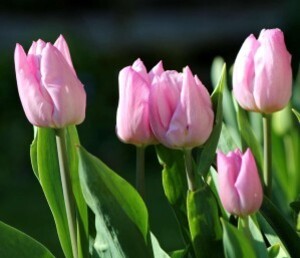 Tulipes Candy Prince2