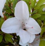 Identification par les fleurs !