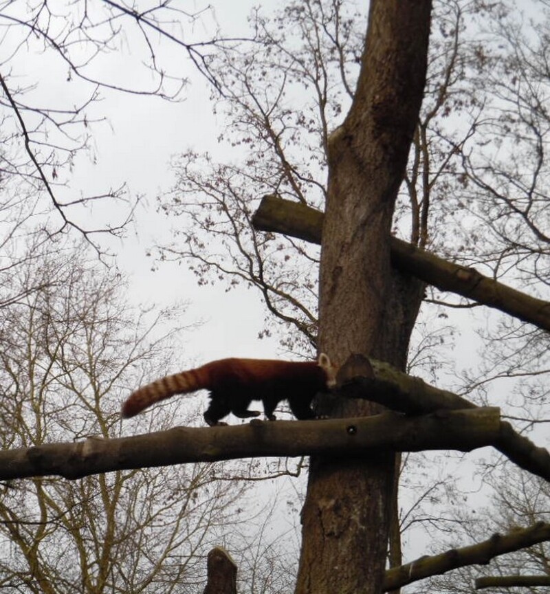 PARC ZOOLOGIQUE DE LILLE  - Présentation et série 1 