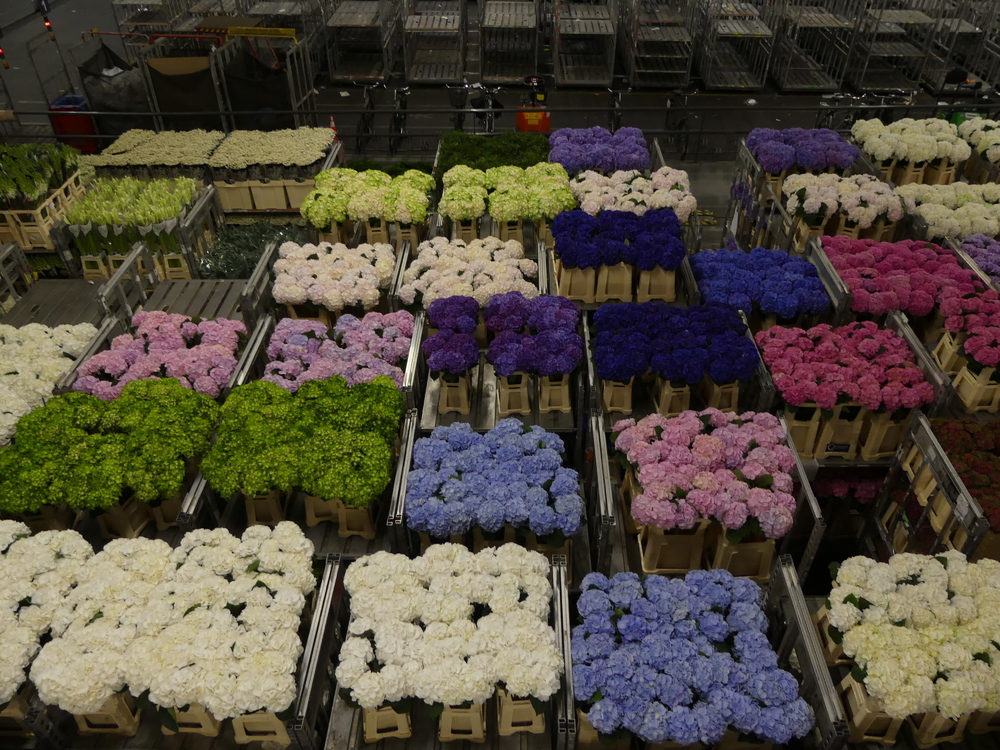 HOLLANDE  EXPRESS - VOYAGE AU PAYS DE L'EAU - Jour 3 le marché aux fleurs d'Aalsmeer