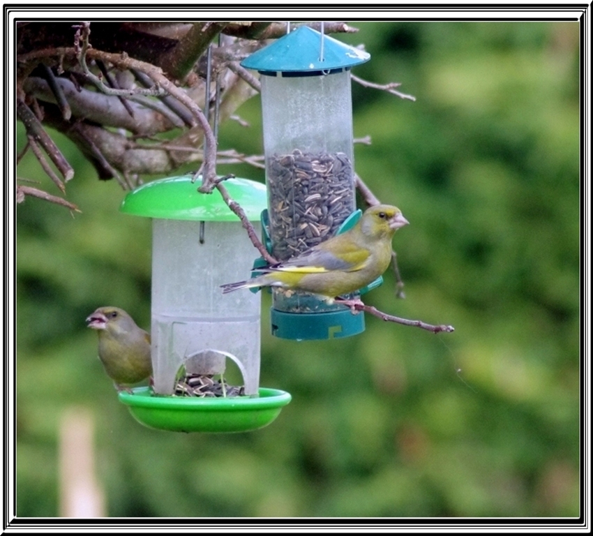 les visiteurs du jardin