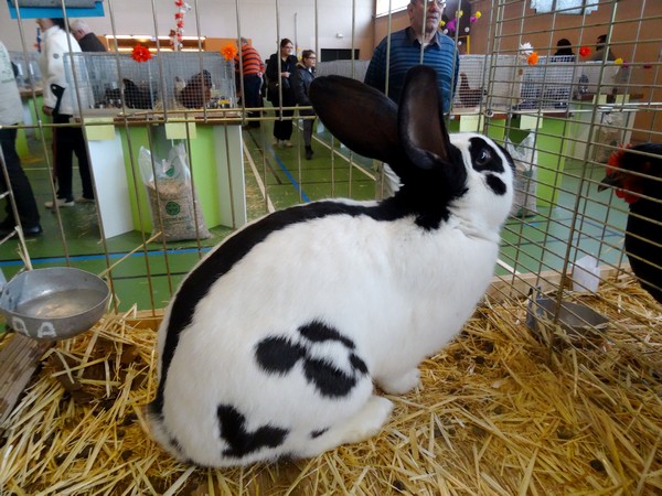 Le salon avicole 2016 de Châtillon sur Seine nous a présenté de superbes lapins...