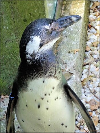 Manchot du Cap (Zoo des Sables d'Olonne)