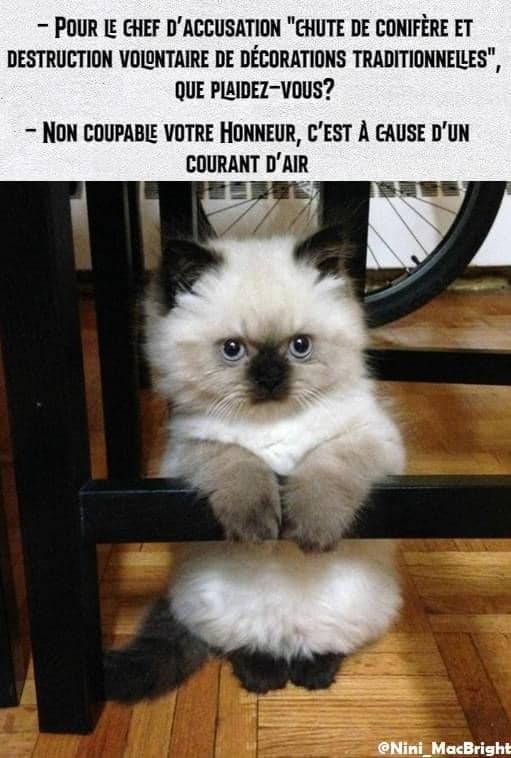 Peut être une image de chat et texte qui dit ’POUR LE CHEF D'ACCUSATION "CHUTE DE CONIFÈRE ET DESTRUCTION VOLONTAIRE DE DÉCORATIONS TRADITIONNELLES", QUE PLAIDEZ-VOUS? -NON COUPABLE VOTRE HONNEUR, C'EST A GAUSE D'UN COURANT D'AIR @Nini MacBright’