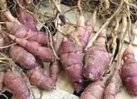 potager en hiver