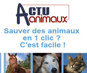 Actuanimaux : aider les animaux en quelques clics