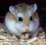 Hamster de roborovski