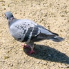 pigeon vole
