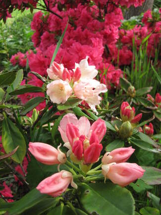 Rhododendron yakushimanum ' Golden torch '