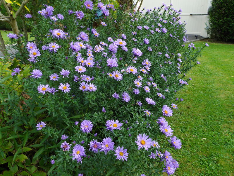 un petit tour au jardin 