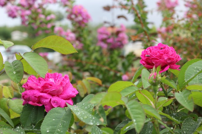 rose ancienne Belle au bois dormant et lagerstroemia indica