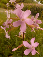 Saponaire officinale fleur