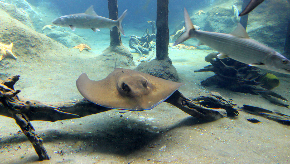 Aquarium du Gosier