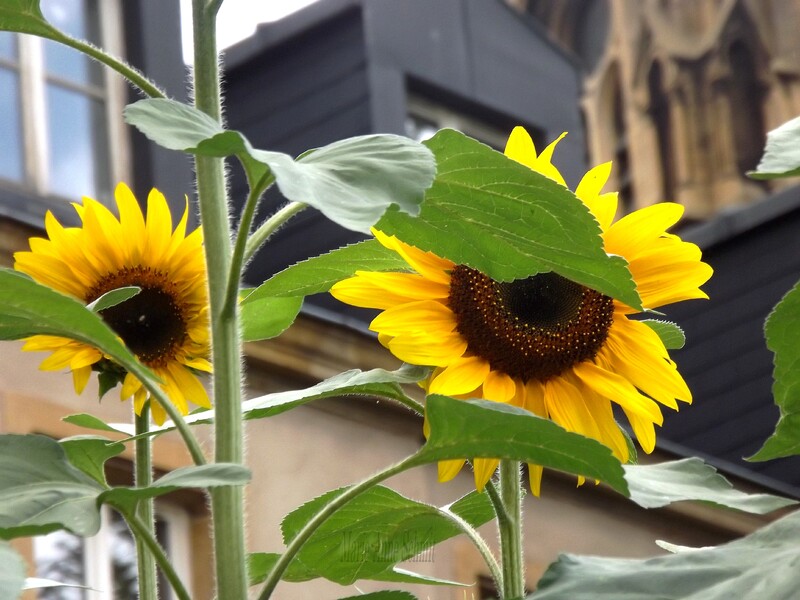 Des soleils en jardinières.