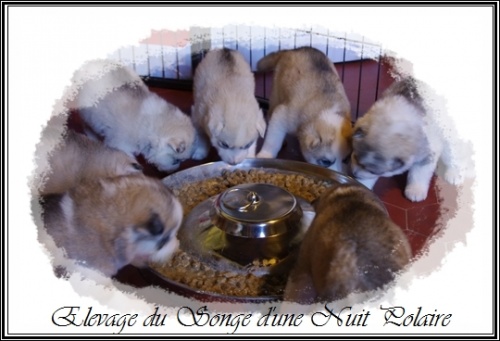 Chiots (22 jours)