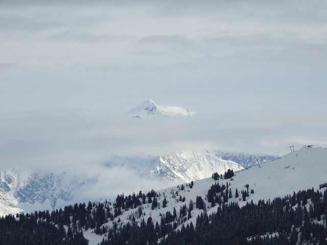 chiens de traineau au col des aravis