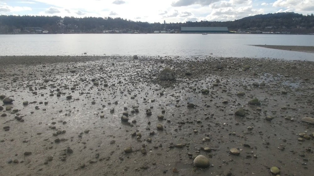 March Break in Vancouver: Second Day: From the Inlet over the Lake to the Creek