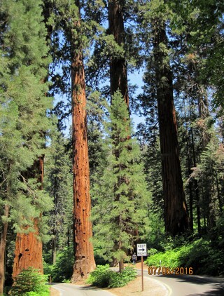 Parc national des séquoias géants de Californie