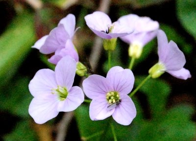 FC-cardamine3.jpg