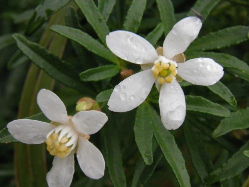 choisya fleur septembre