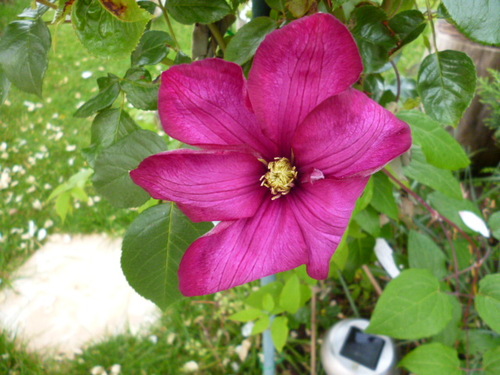 Une autre série de fleurs