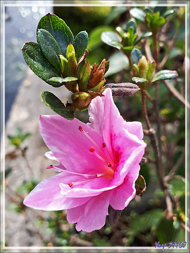 Le printemps étant (presque) arrivé, de la flore cultivée à la sauvage, les petites fleurs sont partout - Lartigau - Milhas - 31