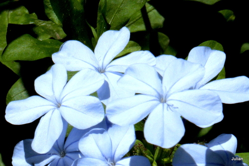 Les fleurs bleues du plumbago