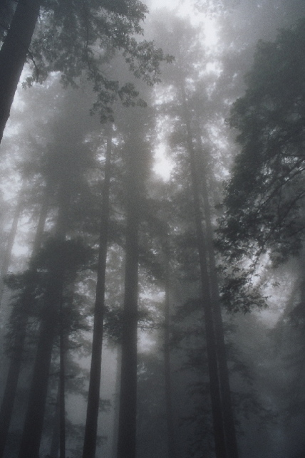 Sequoia sempervirens Forêt brouillard du parc national Redwood Californie